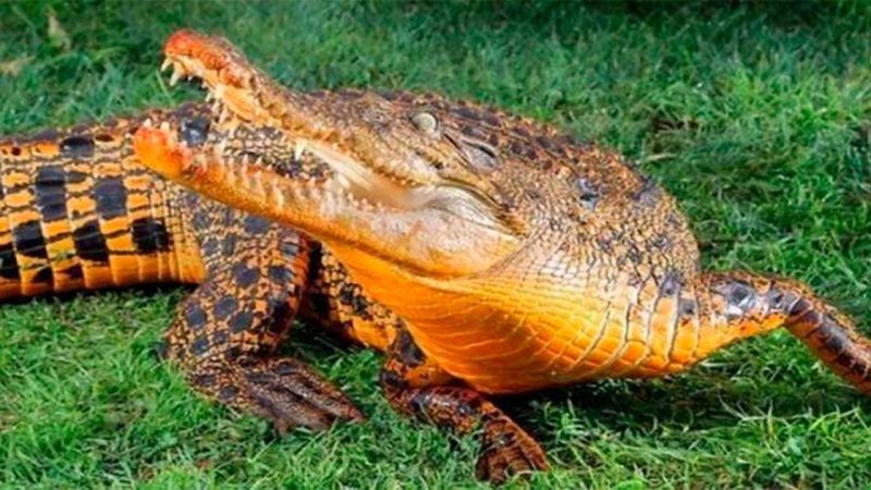 Unusual Colored Crocodile Appears in Australia