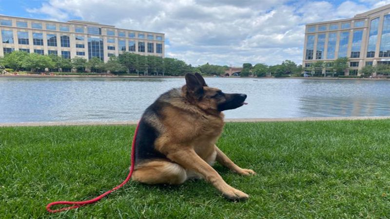 From fear to love: The inspiring journey of a unique dog embraced by people worldwide