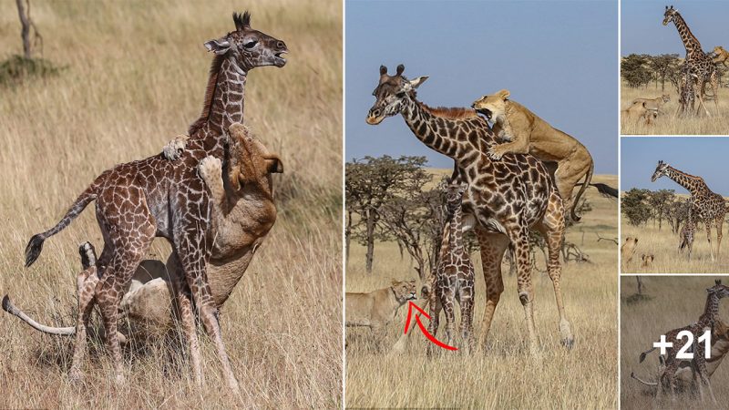 Tragic Encounter: Baby Giraffe Falls Victim to Cunning Pride of Lions in Kenya