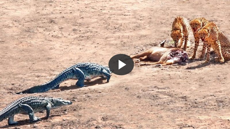 Crocodile Chases Hunting Cheetahs to Claim a Kudu Carcass