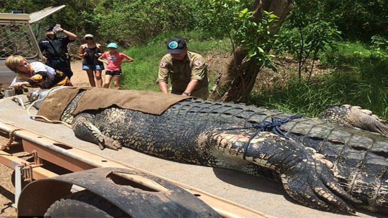 Looking for dessert? Monster crocodile is captured at a mango farm after mauling dogs and threatening locals