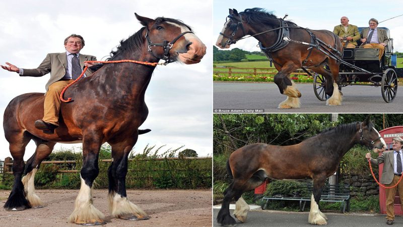 Now That’s Getting on Your High Horse: Robert Hardman Takes a Giddy Ride on Britain’s Largest Horse