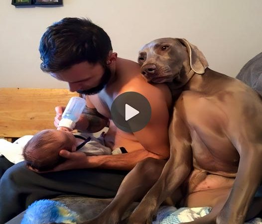 The dog leaning against its owner’s shoulder, sharing the happiness and gazing at their firstborn child, melts millions of hearts.