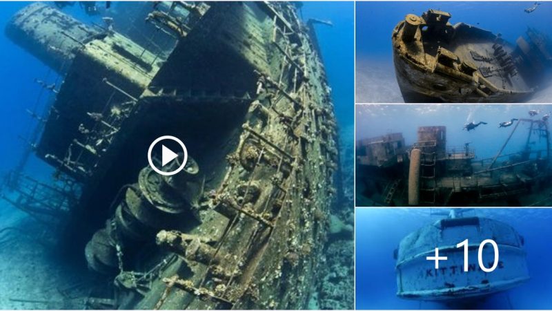 Exploring the Historic Shipwreck: The Kittiwake Dive Site