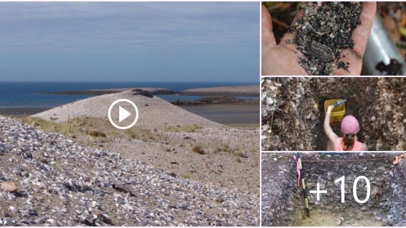 Uncovering the Past: The Archaeological Study of Shell Middens