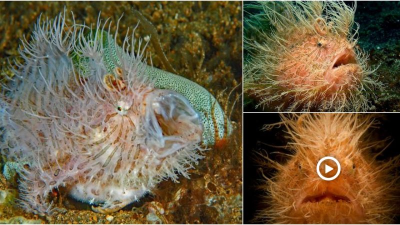 HAIFrogfish the beast of the ocean