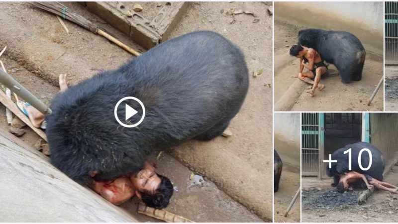 Terrifying Moment: Encounter with a Massive Black Bear Gripping Man’s Jaws in Its Mighty Claws