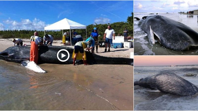 Massive Solar Storm Suspected as Possible Cause for 2022’s Mass Sperm Whale Stranding