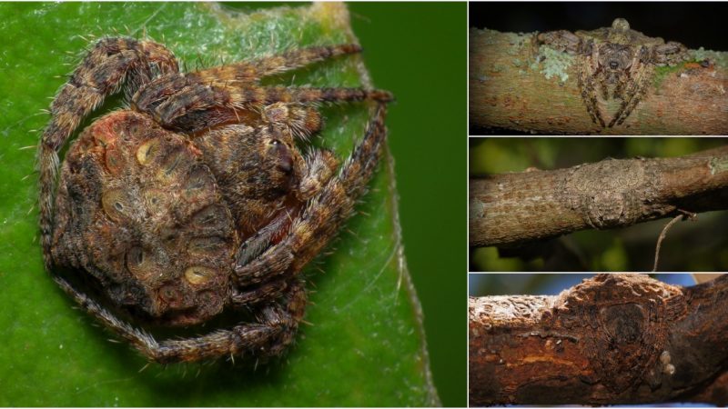 Wrap-Around Spiders: The Elusive Predators That Strike Unseen