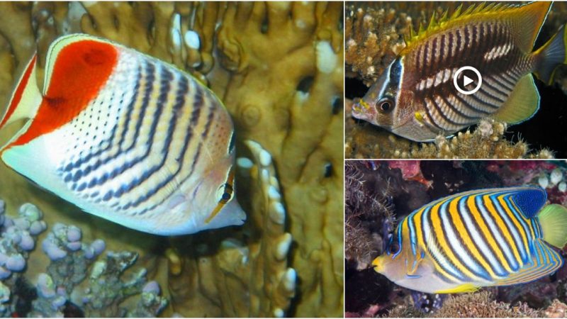 The Chevron Butterflyfish: A Graceful Beauty of the Coral Reefs