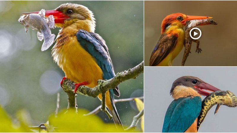 Stuck billed kingfisher (Pelaryopsis capensis) in Singapore