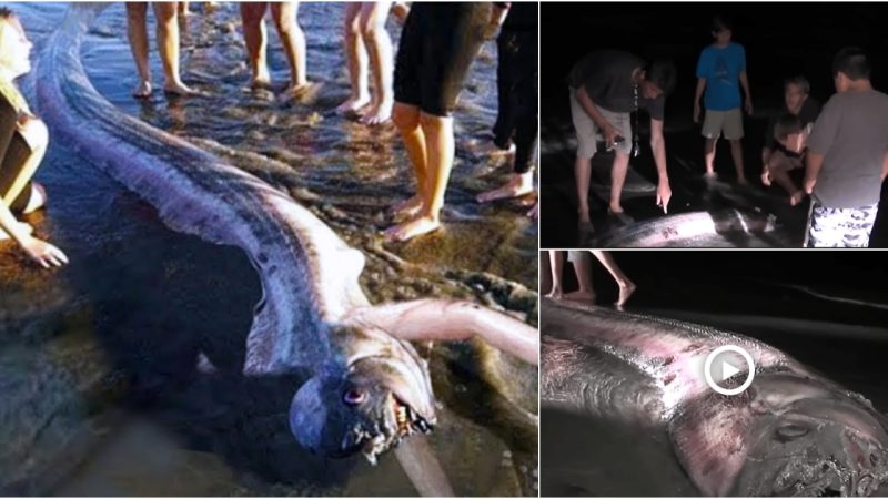 Mysterious Discovery: Bizarre Creature with “Fish Body, Human-Like Hands, and Face” Found on English Coast