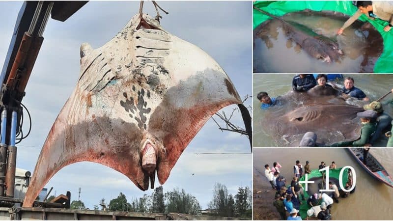 Incredible Discovery and Capture of a 27-Kilogram Huge Stingray by Fishermen