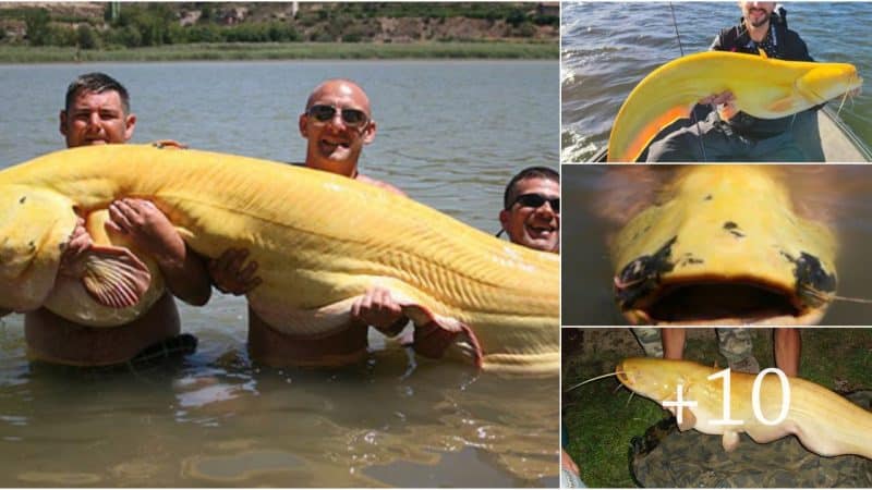 Man Stunned in the Netherlands After Capturing Exceptionally Rare, Huge Banana-Colored Catfish