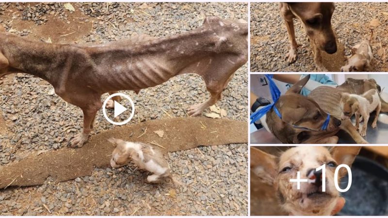 The dog wandered beside the road, only skins & bones, crying people passerby for help her puppy