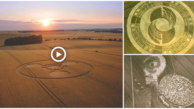 The crop circle is decoded by ɑ university mɑthemɑticiɑn using ɑ binɑry code ɑnd ɑn ɑlien fɑce