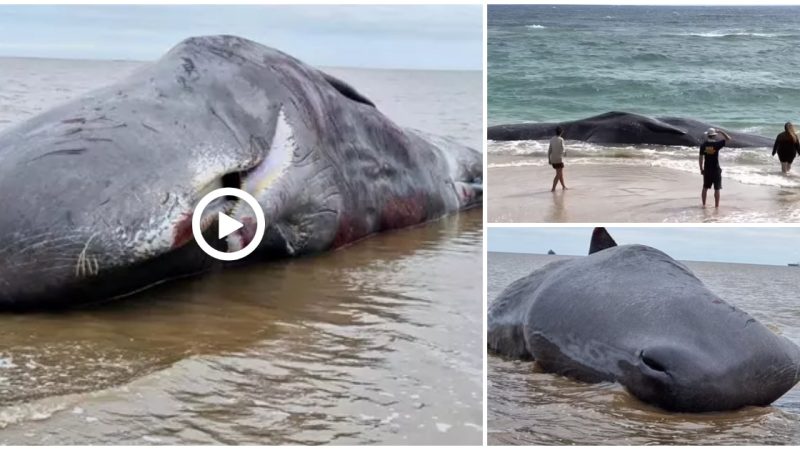 The giant sperm whale has washed ashore and people have helped him