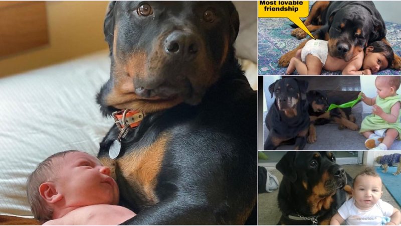 Frozen dog almost cried when he first held a newborn baby in his lap with his owner’s permission