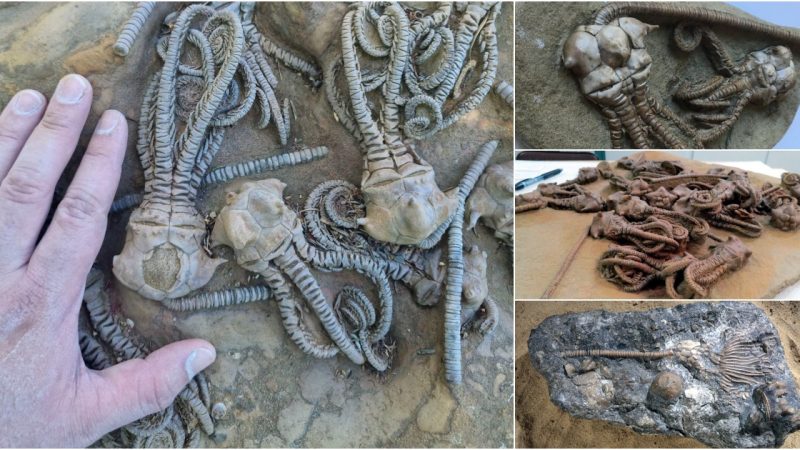 This Cluster of Fossilized Creatures Looks Like They Came From Another Planet