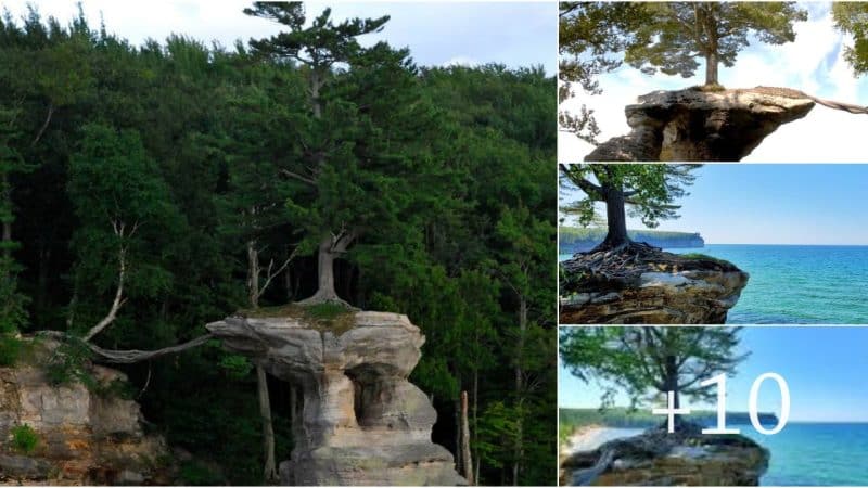 Unique Trees Growing on Rocks at Munising Tourist Park – Pictured Rocks National Lakeshore