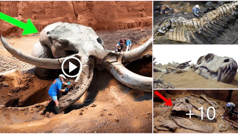 Unveiling the Wonders of the Past: Recent Discoveries About Prehistoric Creatures