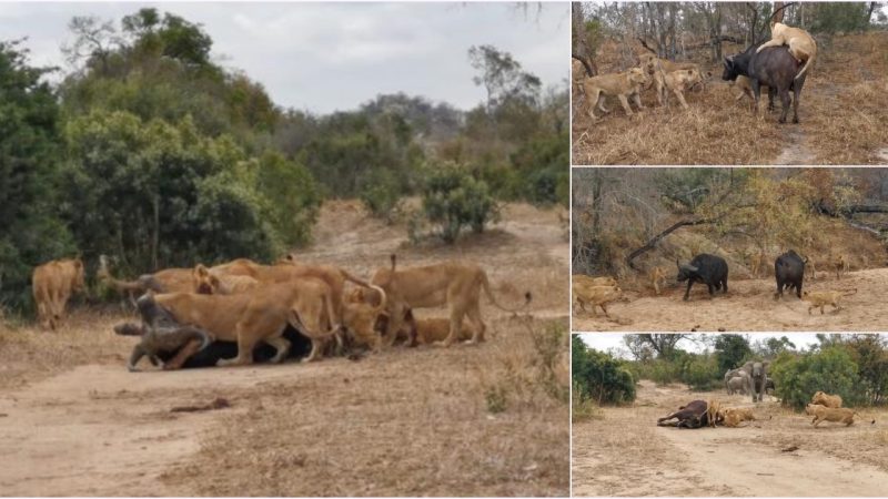 Survival War: Two Wild Buffaloes Confront 22 Lions