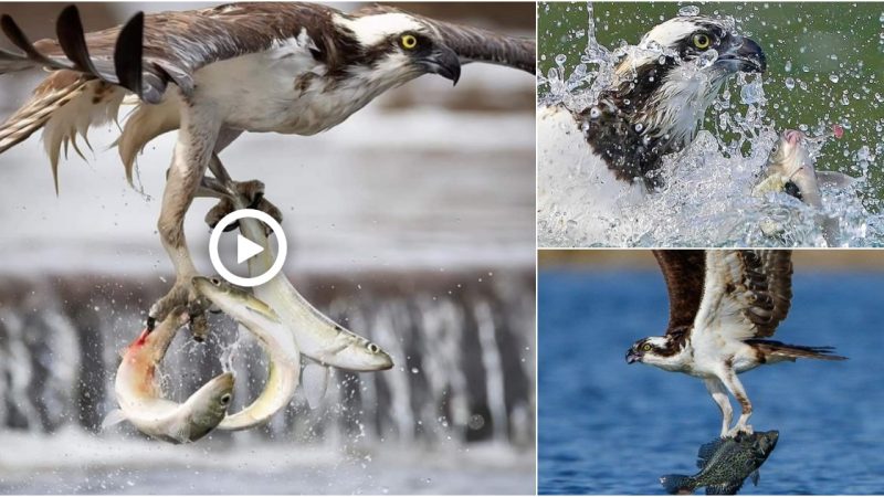 Litterally a quick catch, this Osprey is quite the successful fisherman!!