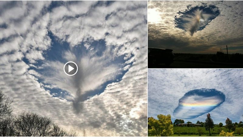 Skypunch: A Breathtaking Natural Phenomenon That Leaves Circular Holes in Clouds.