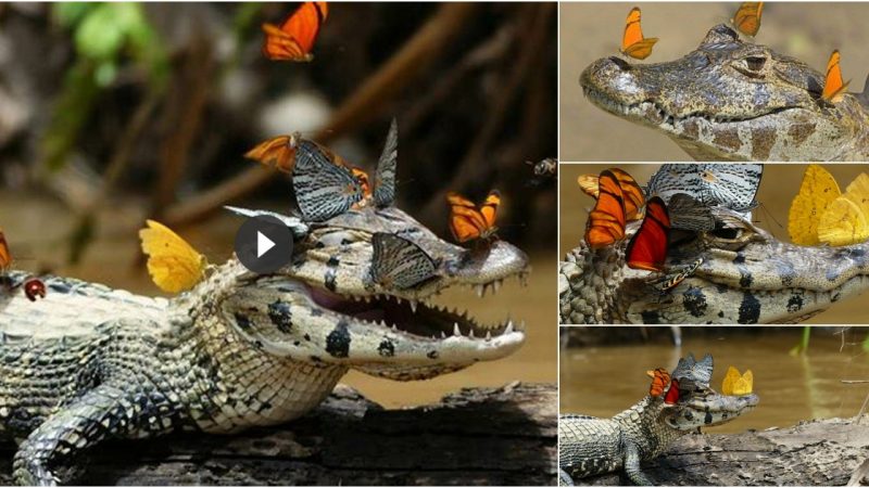 Mark Cowan captured a Caiman wearing a butterfly crown.