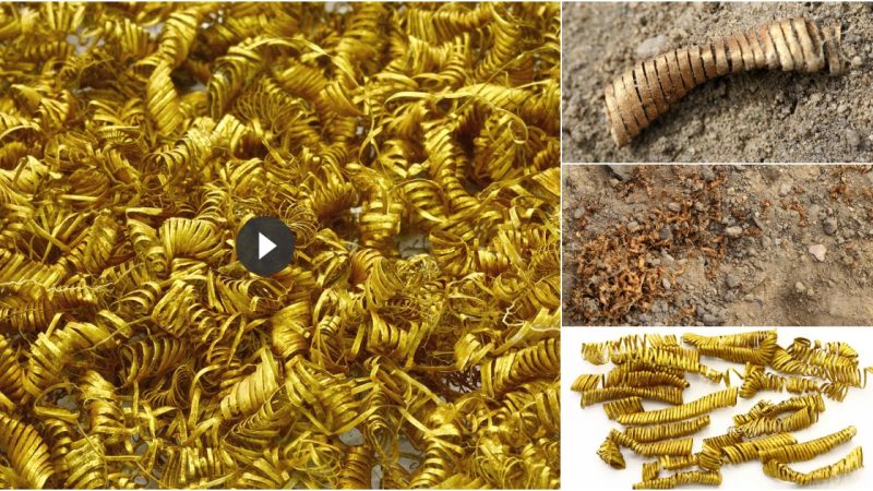 Archaeologists Unearth Trove of 2,000 Mysterious Gold Spirals in Denmark.