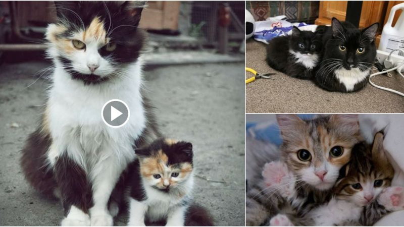 Tiny Twinning: Meet the Cutest Cat Mini-Me’s That Will Melt Your Heart!