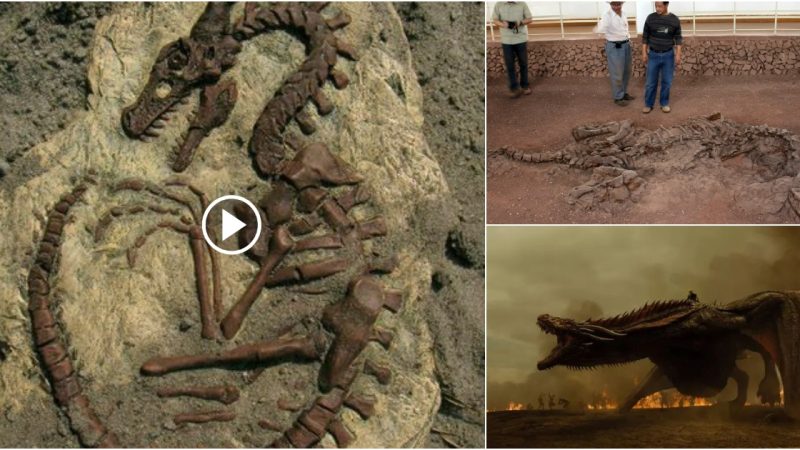 In China, incredible remains of the “Amazing Dragon” have been uncovered, rewriting the tale of long-necked dinosaurs.