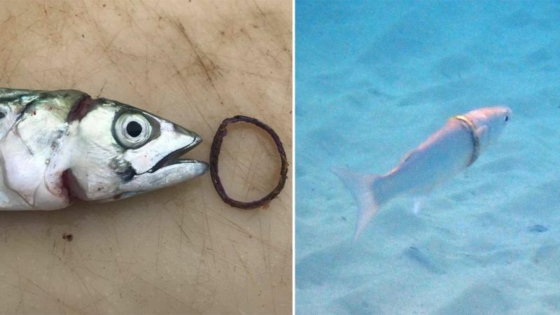 Snorkeler Finds Holiday Goer’s Wedding Ring Worn Ƅy a Fish on Its Neck