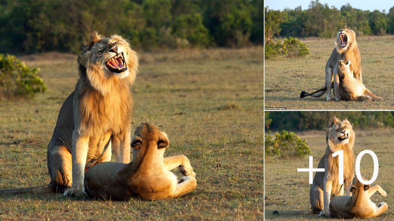 The triumphant moment of a male lion when it has achieved its goal.