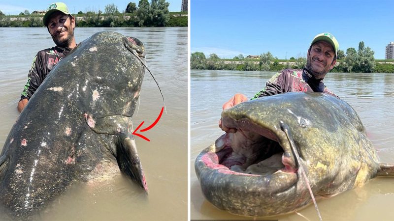 The purr-fect catfish! World record 9ft 4¼in fish is caught in Italian river after the ‘monster’ put up a 43-minute struggle