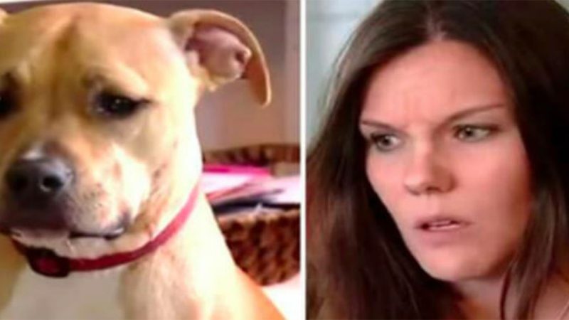 A Mother Awakened by Pit Bull’s Growl Discovers Son’s Life-Saving Dog