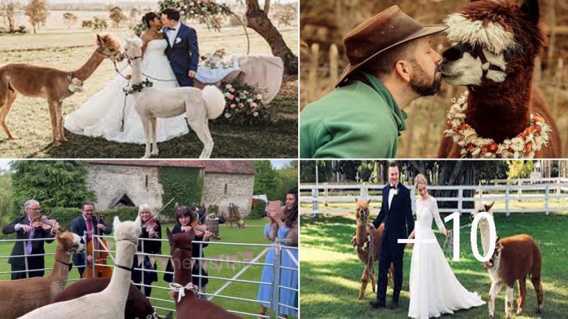 Farm offers alpaca weddings: Animals don bow ties to mingle with guests