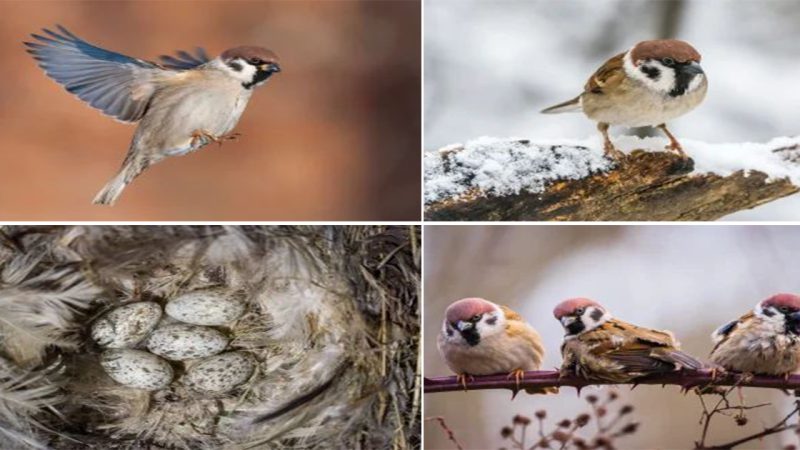 Tree Sparrow: a cute and sociable bird with a distinctive chestnut cap and a cheerful chirping call