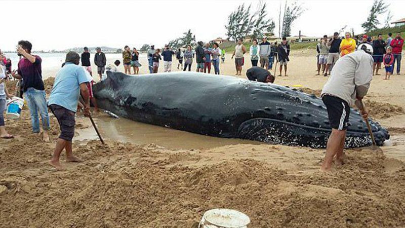 A giant black shark that was larger than Megalodon and could reach 60 feet in length suddenly arrived in the Sea of Mexico, alarming online users (video).