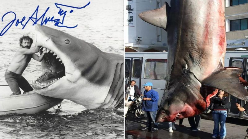 Rare catch of massive great white shark off Tunisia draws criticism