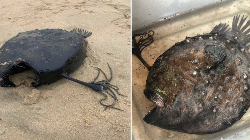 Last week a rare deep-sea fish washed up on a California beach.