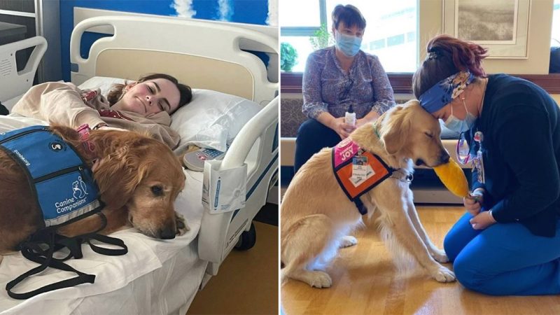 Touching story: Loyal dog is always on duty in the hospital to take care of and protect her