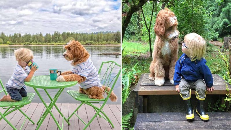 The Heartwarming Encounter: Baby Buddy and Dog Reagan Share an Emotional Hug During Their First Meeting