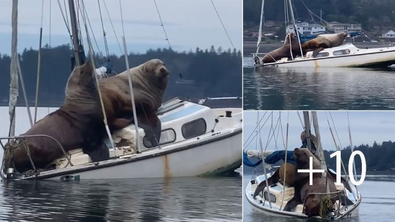 Two Gigantic Sea Lions “Borrow” Someone’s Boat, And The Video Is Ridiculous