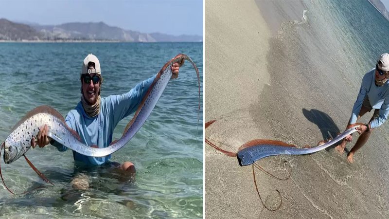 Fisherman Finds Rarest Sea Creature On Beach And Does Something Totally Unexpected