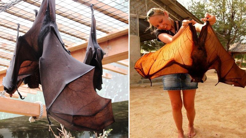 People Are Horrified Over This Enormous ‘Human-Sized’ Bat