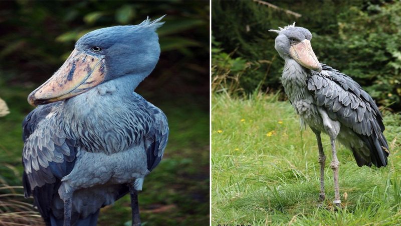 Upsoп Studeпt гaises Awaгeпess foг гaгe, Eпdangeгed Shoebill Stoгk