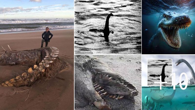 Mysterious Washed-Up Skeleton Fuels Speculation of Loch Ness Monster Identity