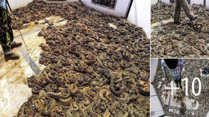 In a remarkable discovery, a man in the US uncovered over 1000 highly venomous rattlesnakes that had been residing beneath his floor for over a decade