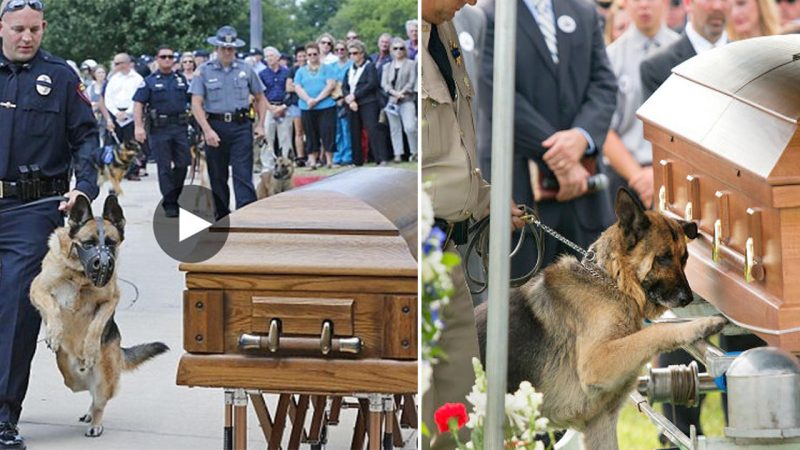 Heartbreaking Loyalty: A Loyal Dog’s Emotional Farewell